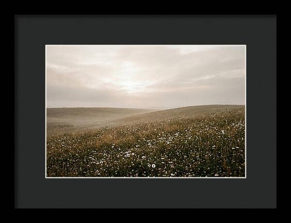 Clover Field With Scattered Daisies