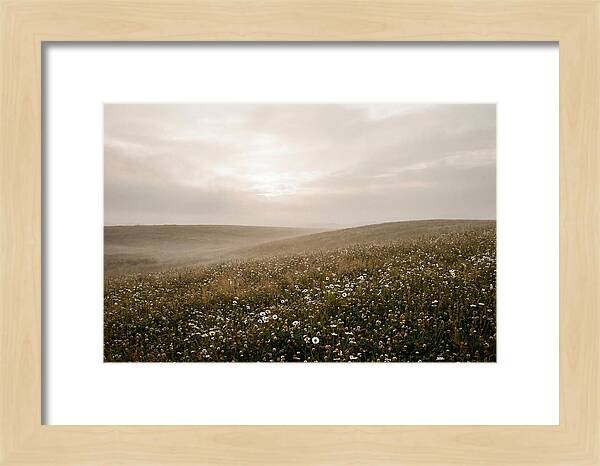 Clover Field With Scattered Daisies