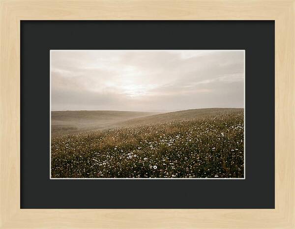 Clover Field With Scattered Daisies