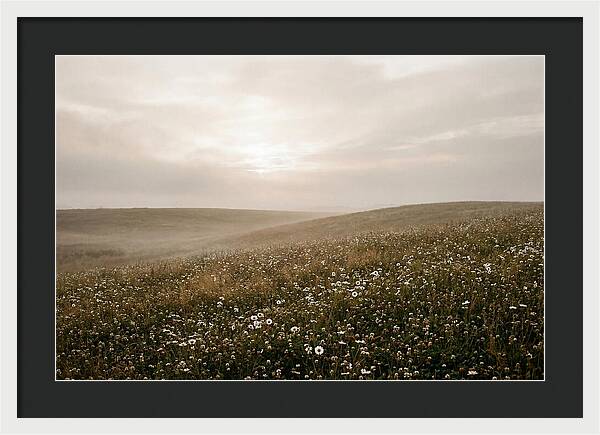 Clover Field With Scattered Daisies