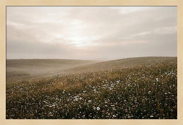 Clover Field With Scattered Daisies