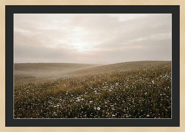 Clover Field With Scattered Daisies