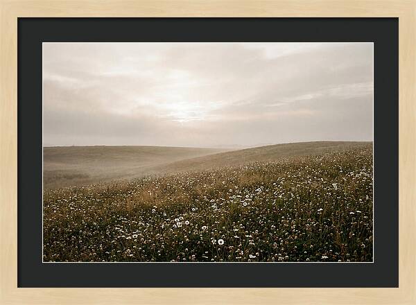 Clover Field With Scattered Daisies