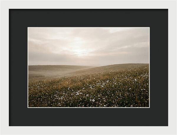 Clover Field With Scattered Daisies