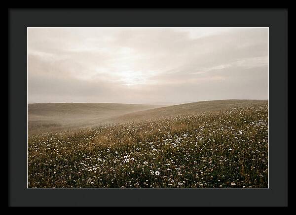 Clover Field With Scattered Daisies