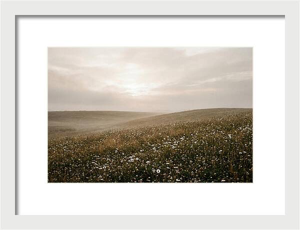 Clover Field With Scattered Daisies