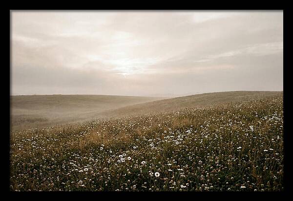 Clover Field With Scattered Daisies
