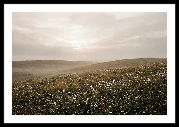Clover Field With Scattered Daisies