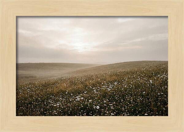 Clover Field With Scattered Daisies