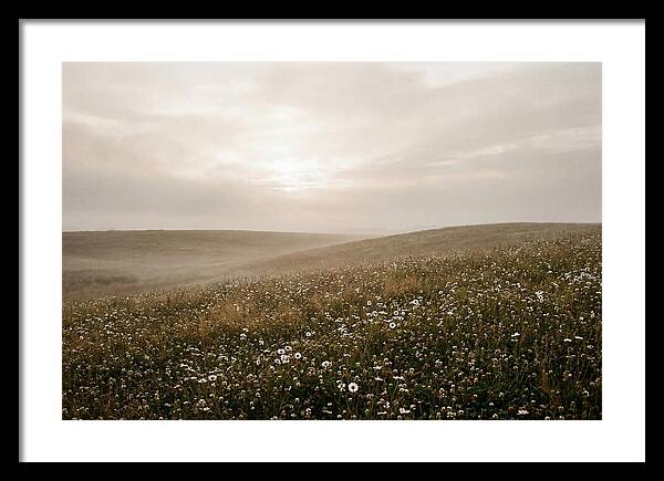 Clover Field With Scattered Daisies