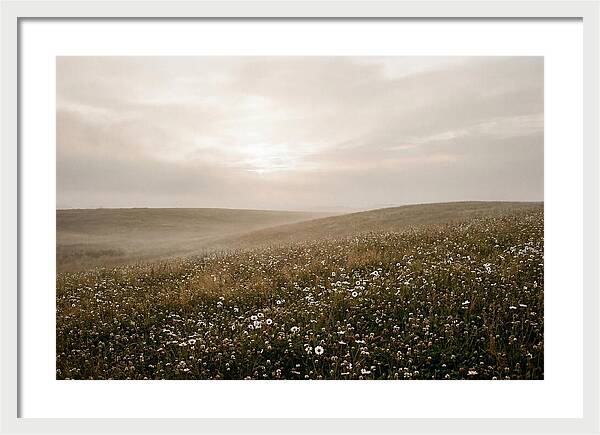 Clover Field With Scattered Daisies