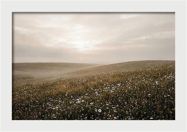 Clover Field With Scattered Daisies