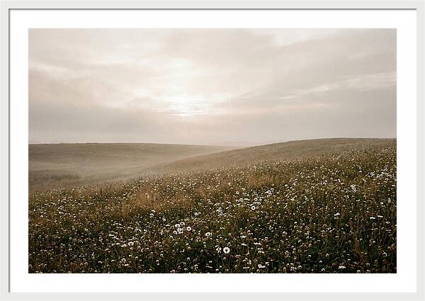 Clover Field With Scattered Daisies
