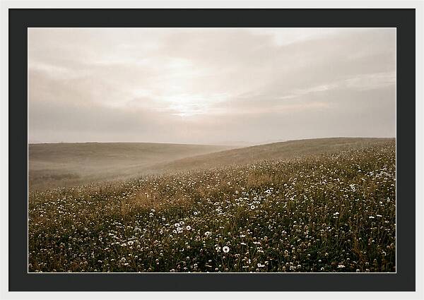 Clover Field With Scattered Daisies