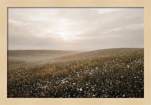 Clover Field With Scattered Daisies
