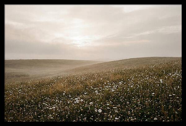 Clover Field With Scattered Daisies