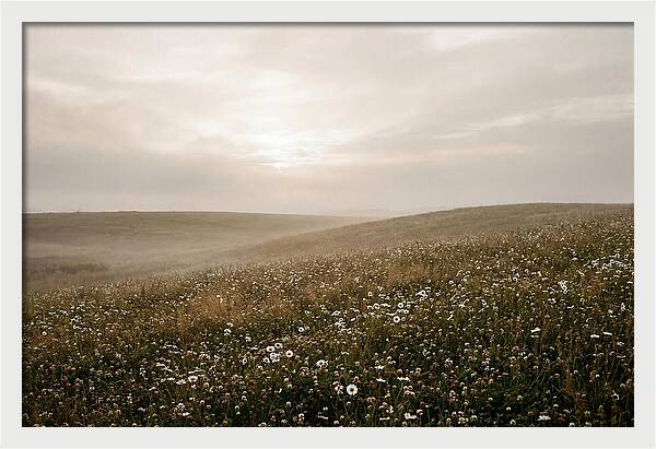 Clover Field With Scattered Daisies