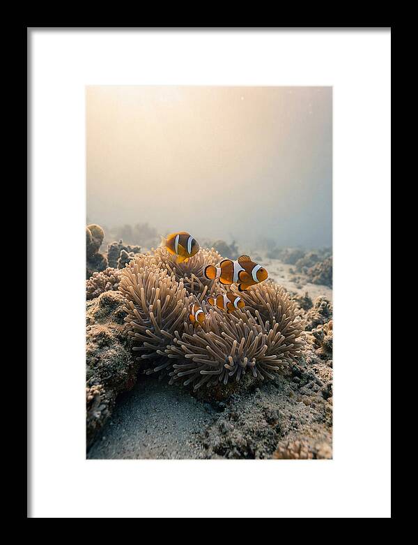 Clown Fish Family In Anemone