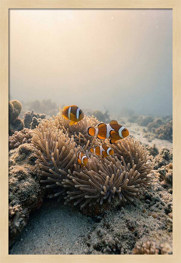 Clown Fish Family In Anemone