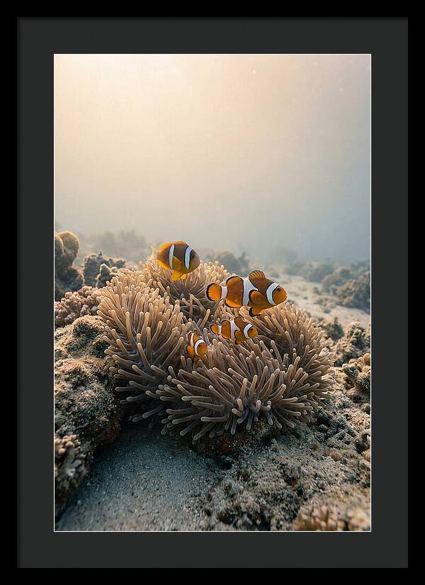 Clown Fish Family In Anemone
