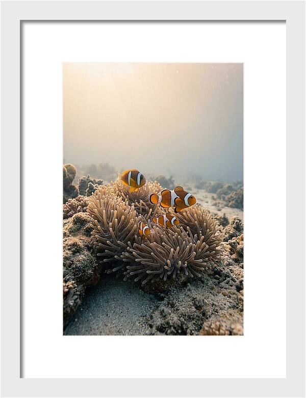 Clown Fish Family In Anemone