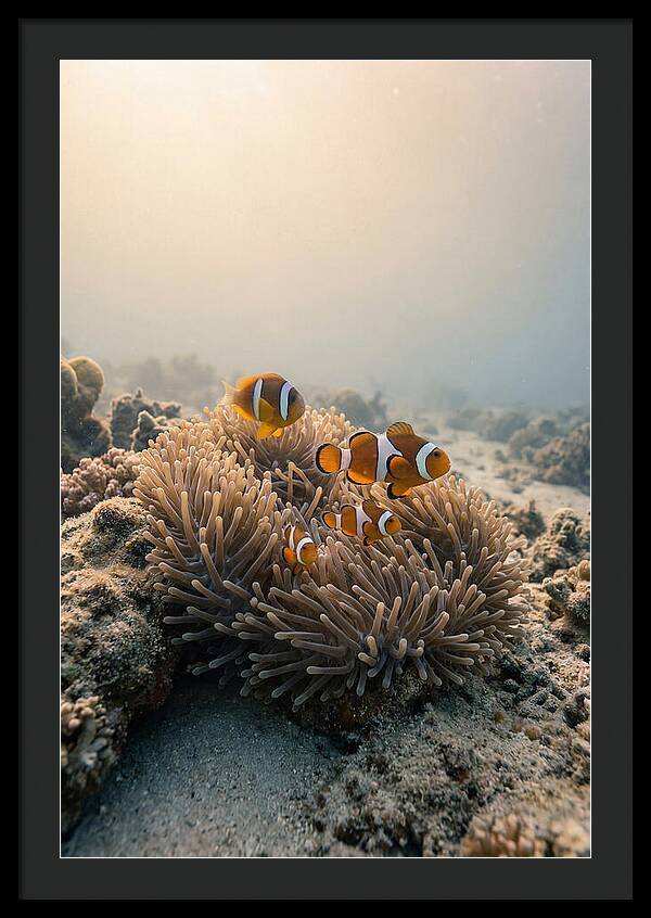 Clown Fish Family In Anemone