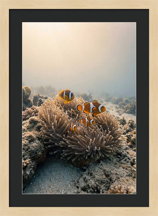 Clown Fish Family In Anemone
