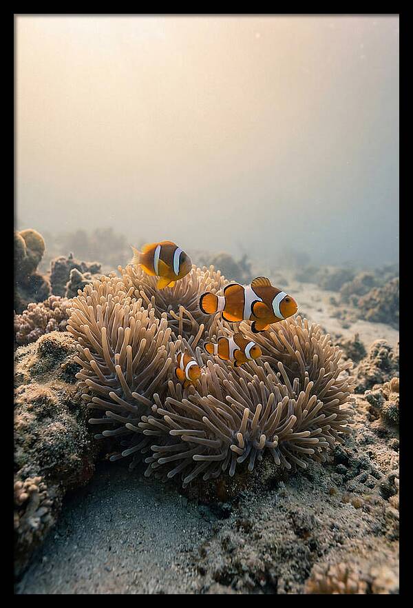 Clown Fish Family In Anemone