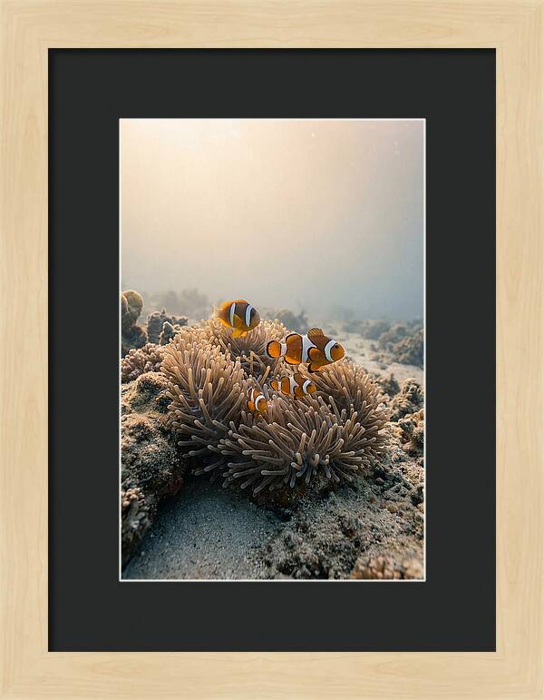 Clown Fish Family In Anemone