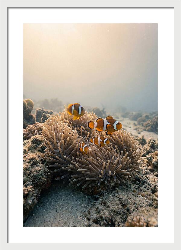 Clown Fish Family In Anemone