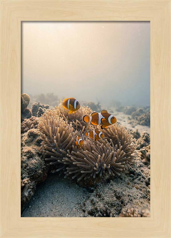 Clown Fish Family In Anemone