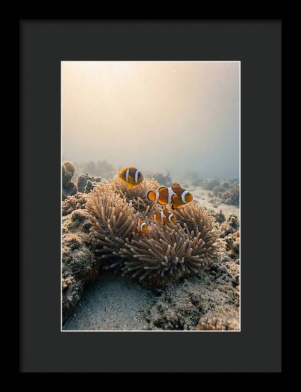 Clown Fish Family In Anemone