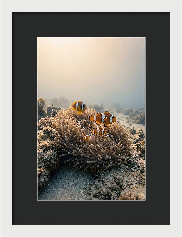Clown Fish Family In Anemone