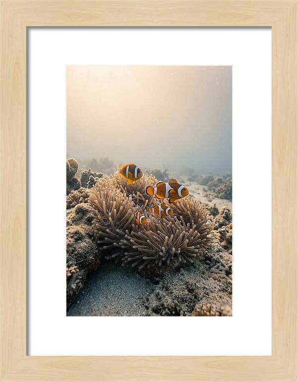 Clown Fish Family In Anemone
