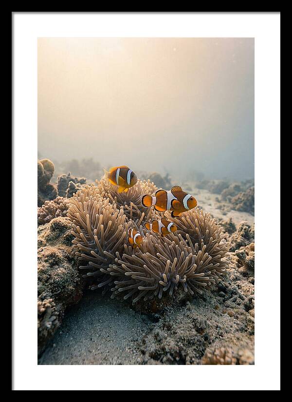 Clown Fish Family In Anemone