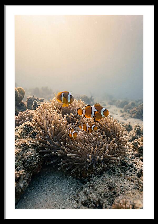 Clown Fish Family In Anemone