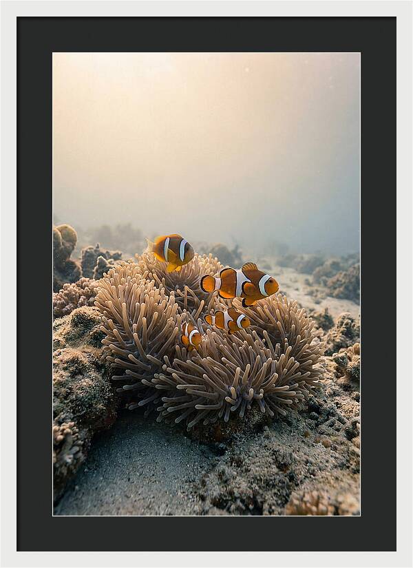 Clown Fish Family In Anemone