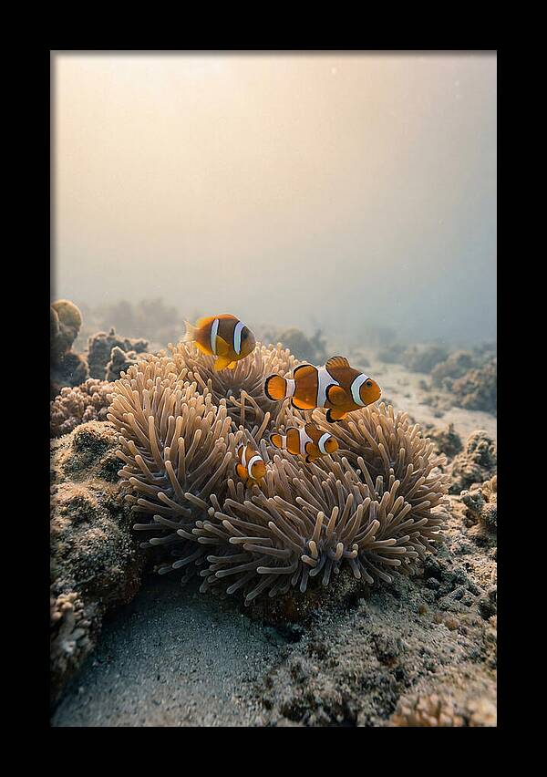 Clown Fish Family In Anemone
