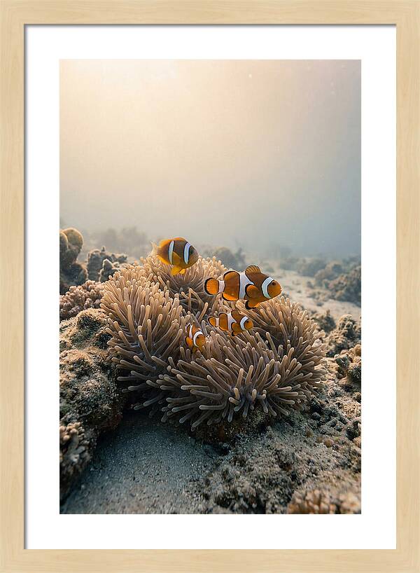 Clown Fish Family In Anemone