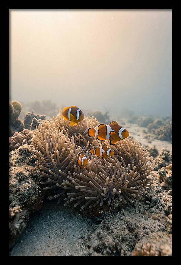 Clown Fish Family In Anemone