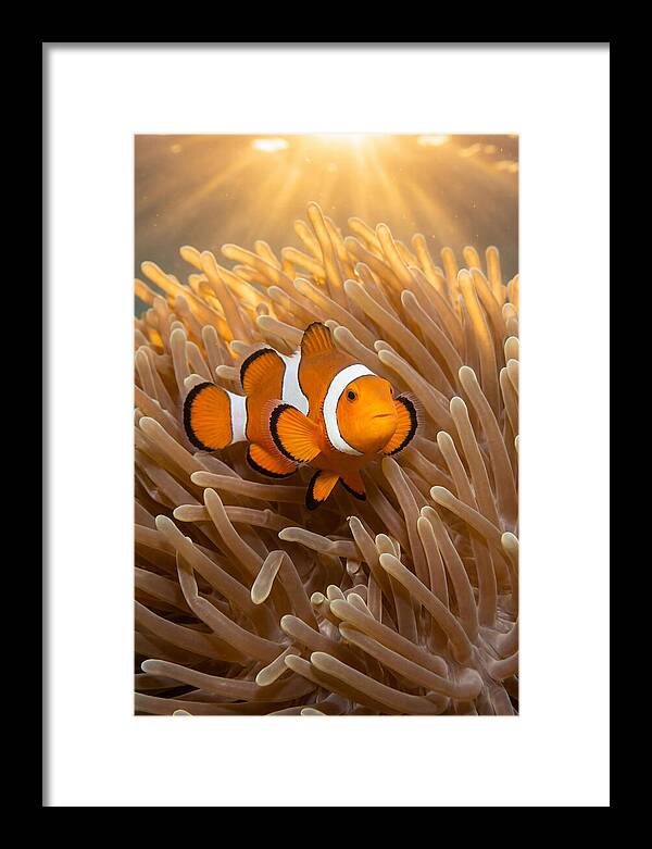 Clownfish Among Anemones