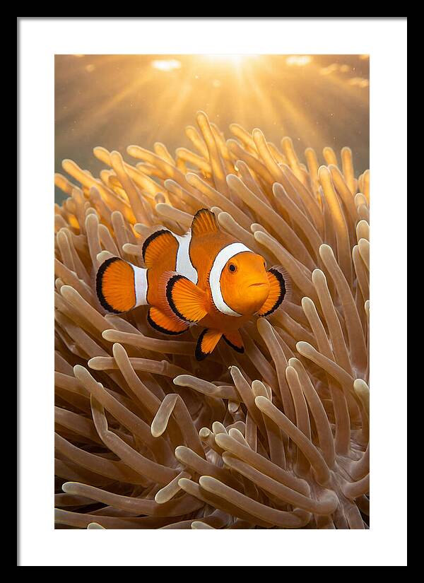 Clownfish Among Anemones