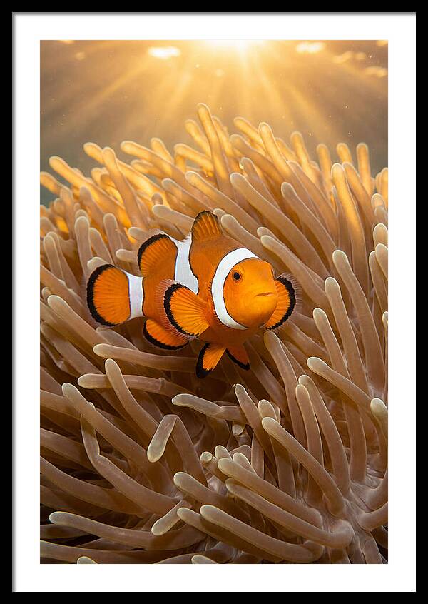 Clownfish Among Anemones
