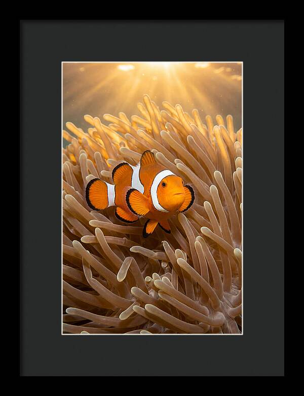 Clownfish Among Anemones
