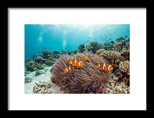 Clownfish Among Vibrant Anemones