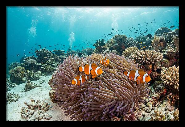Clownfish Among Vibrant Anemones