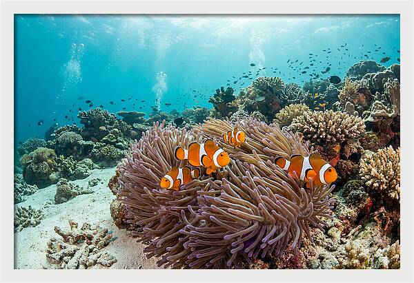 Clownfish Among Vibrant Anemones