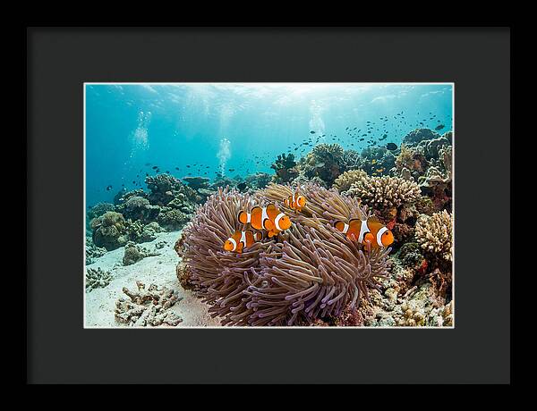 Clownfish Among Vibrant Anemones