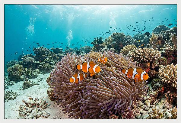 Clownfish Among Vibrant Anemones