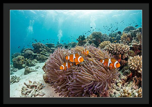 Clownfish Among Vibrant Anemones